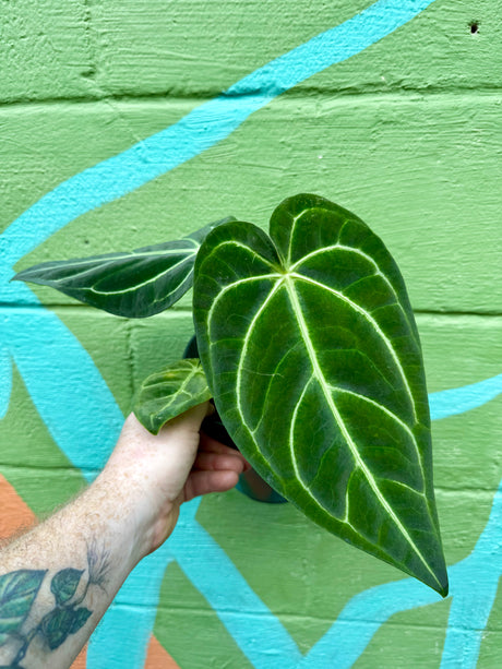 6" Anthurium besseae aff x besseae aff - Canopy Plant Co.