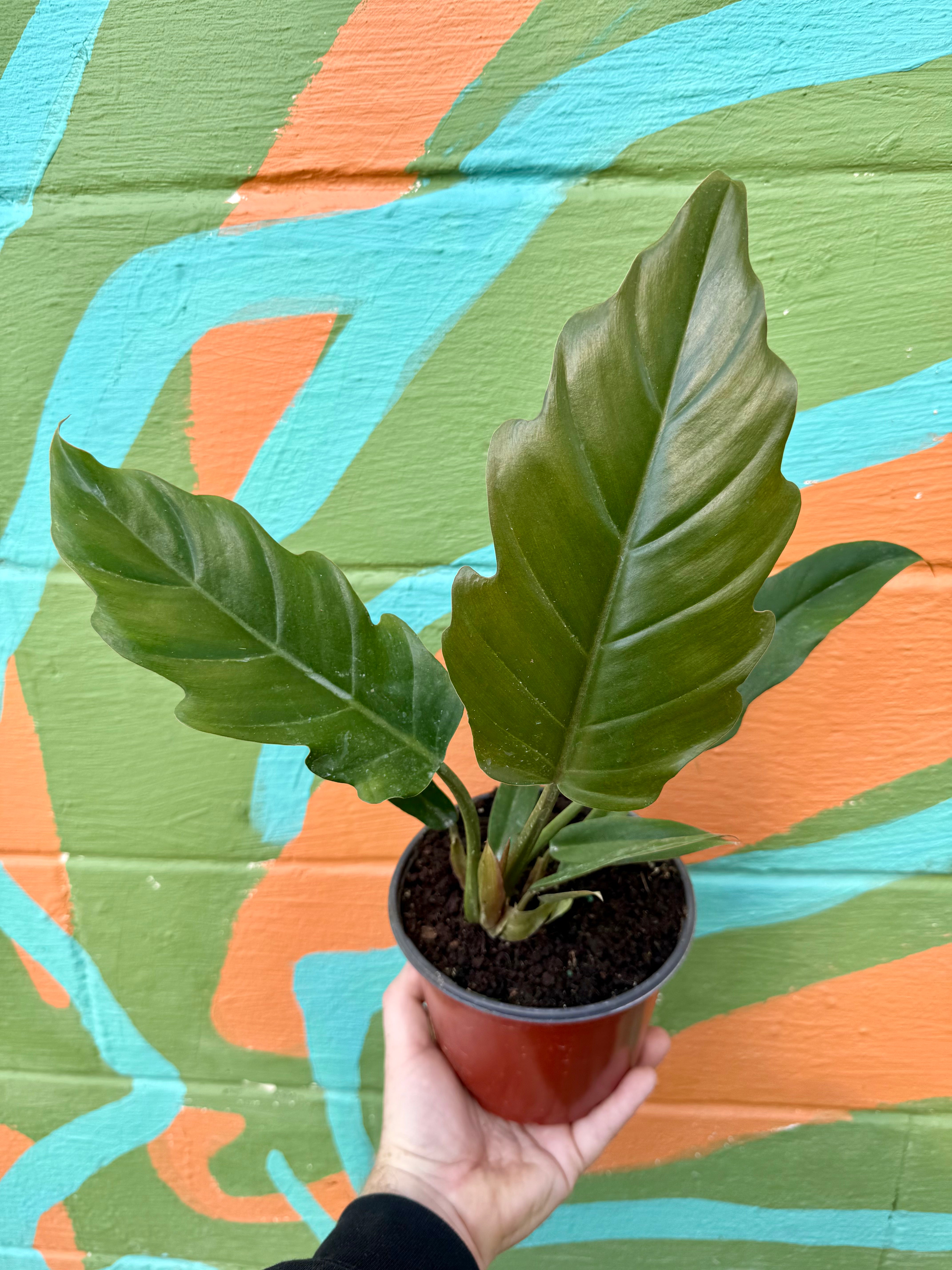Philodendron ‘Pluto’ (‘Choco Empress’)