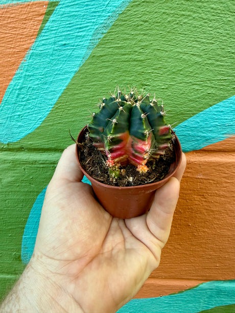 3" Gymnocalycium mihanovichii variegated - Canopy Plant Co.