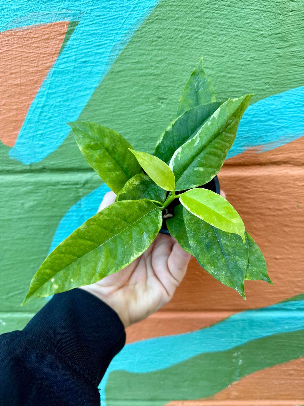 3” Hoya multiflora outer variegated