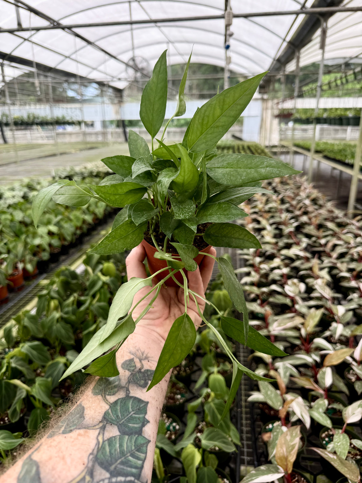 4" Epipremnum pinnatum 'Skeleton Key'
