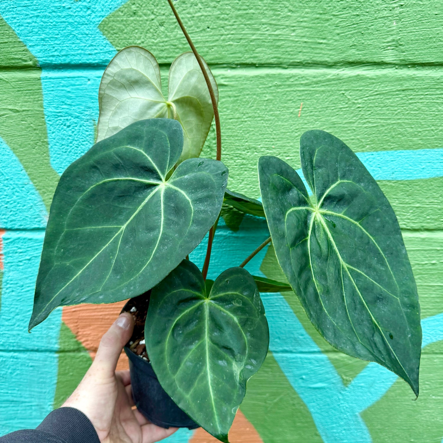 6” Anthurium magnificum OR1