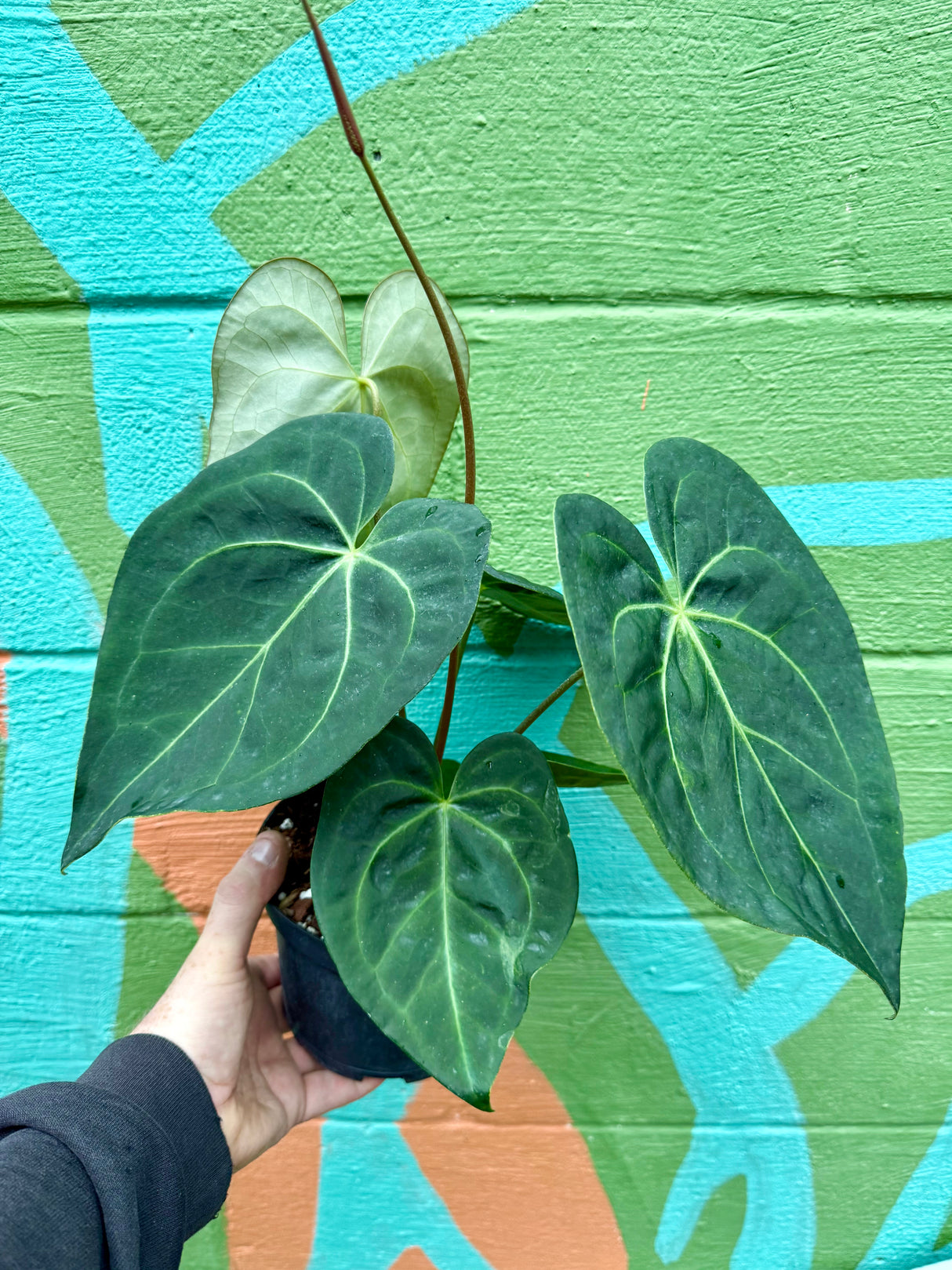 6” Anthurium magnificum OR1