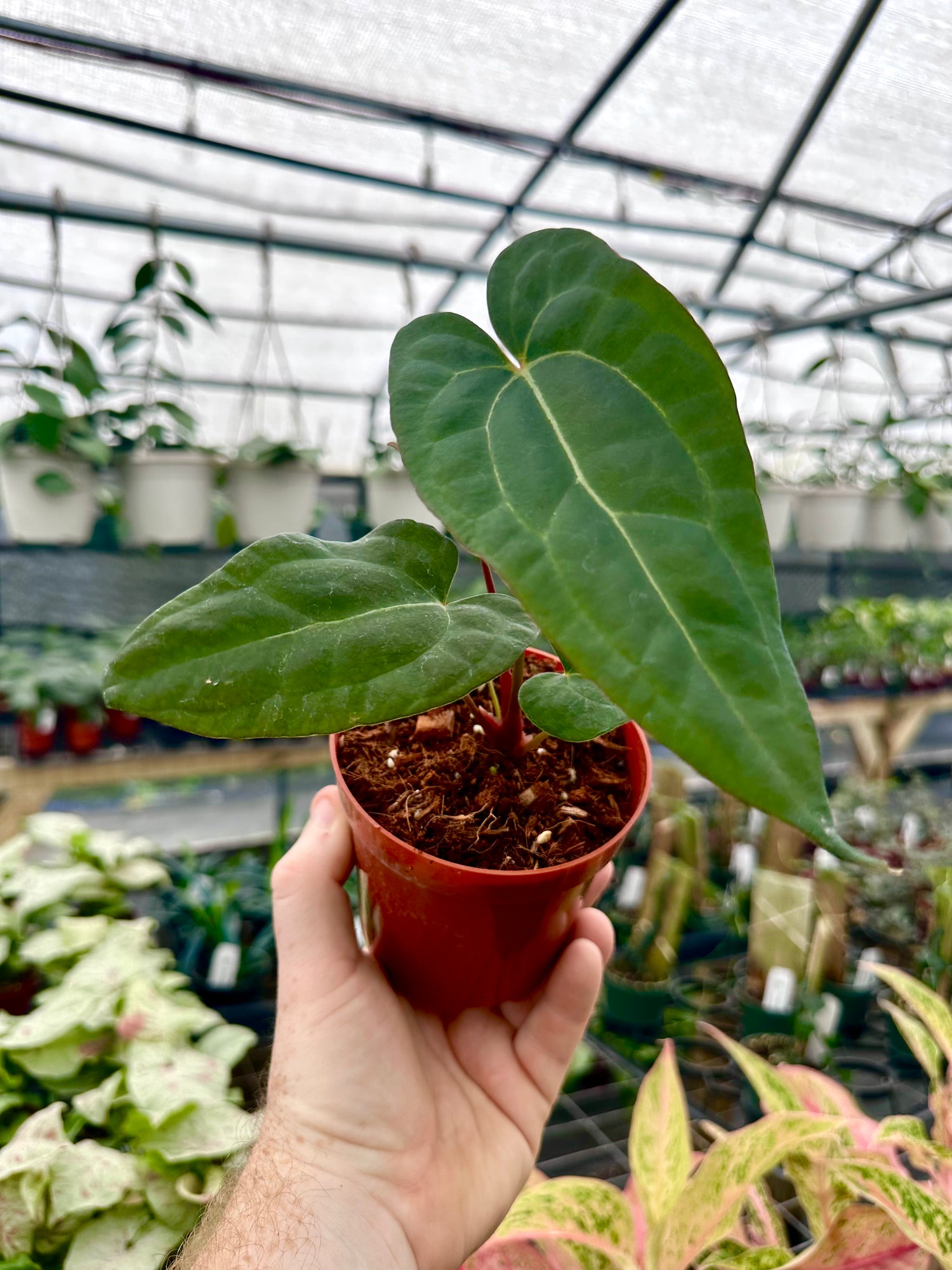 じ*ん様 Anthurium Ace of Spades 4” Anthurium 'Ace of Spades' x papillilaminum – Canopy Plant Co.