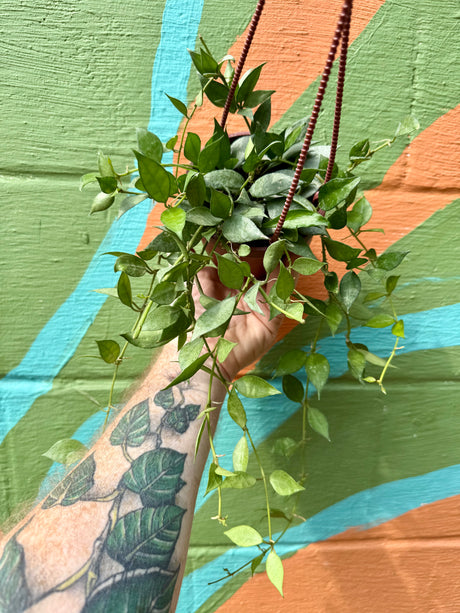 4" Hoya lacunosa mint hanging basket - Canopy Plant Co.