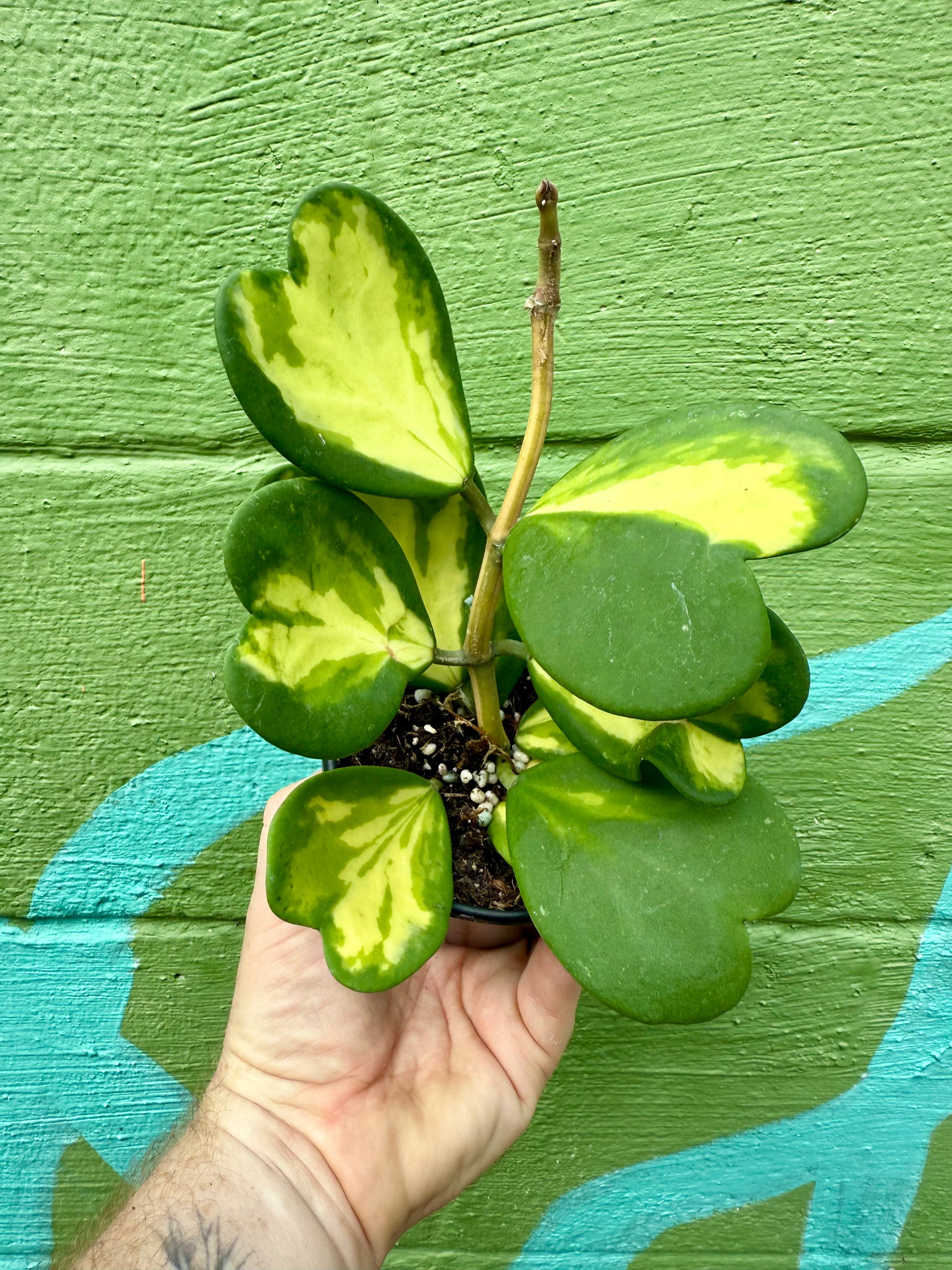 hoya kerrii reverse variegata 4” Hoya kerrii inner variegated