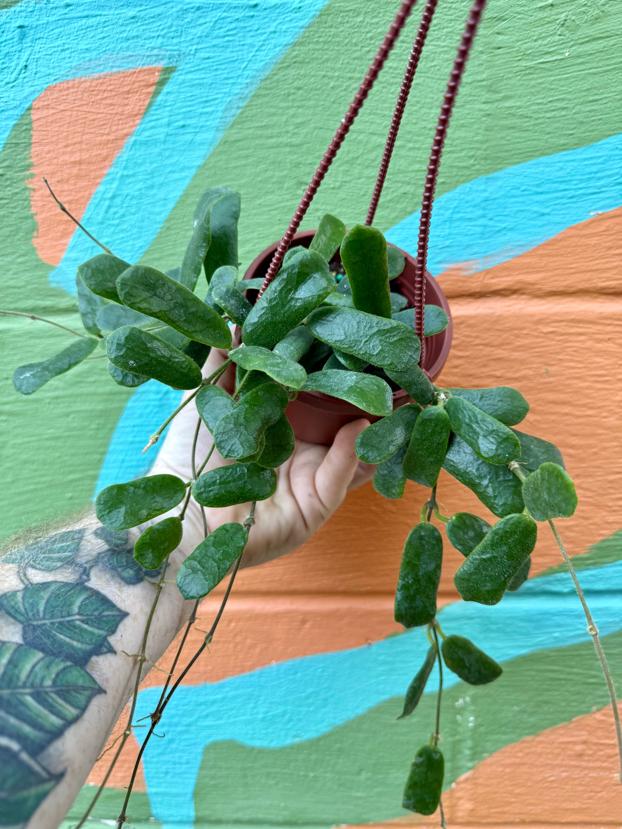 4” Hoya rotundiflora hanging basket - Canopy Plant Co.
