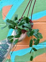 4” Hoya rotundiflora hanging basket - Canopy Plant Co.