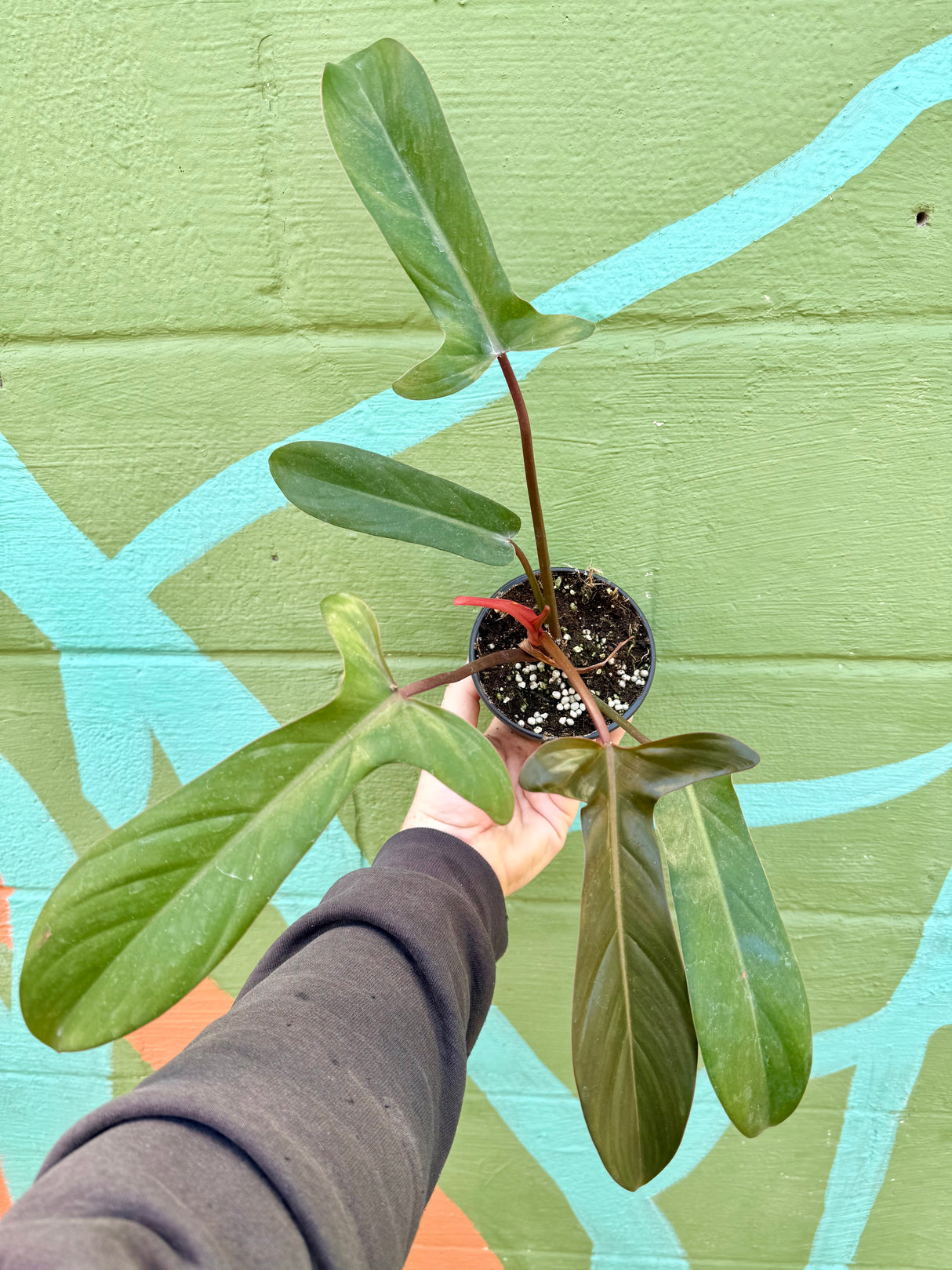 4” Philodendron 'Florida Bronze'