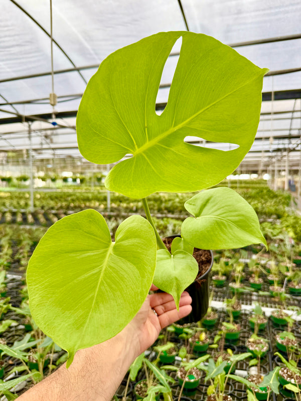 6" Monstera deliciosa 'Lemon Lime'
