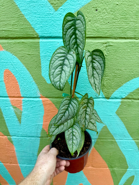 6” Monstera siltepecana ‘El Salvador’ - Canopy Plant Co.
