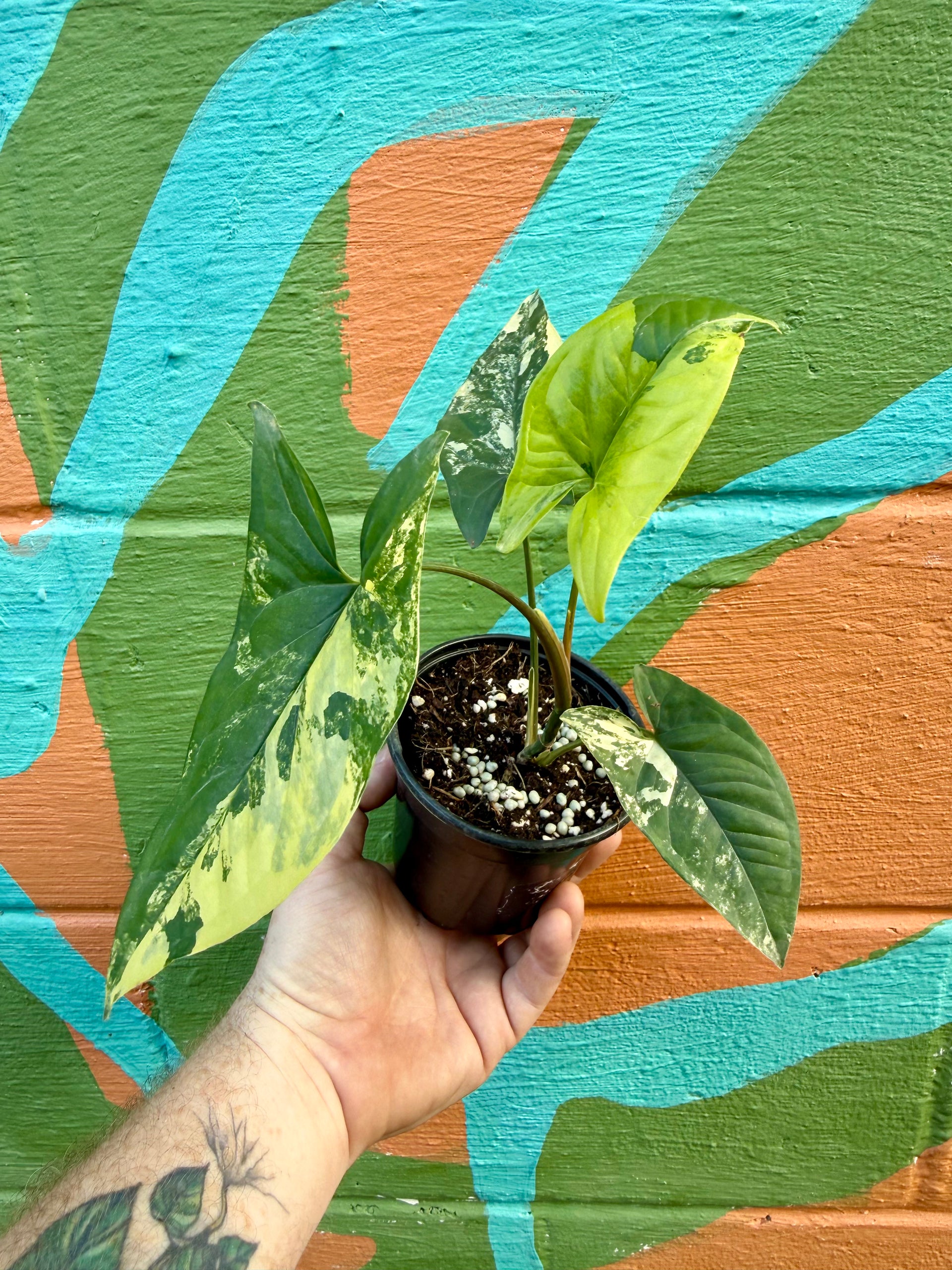 4” Syngonium Aurea (yellow variegated) – Canopy Plant Co