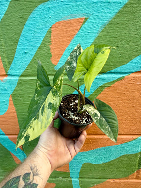 4” Syngonium Aurea (yellow variegated) - Canopy Plant Co.