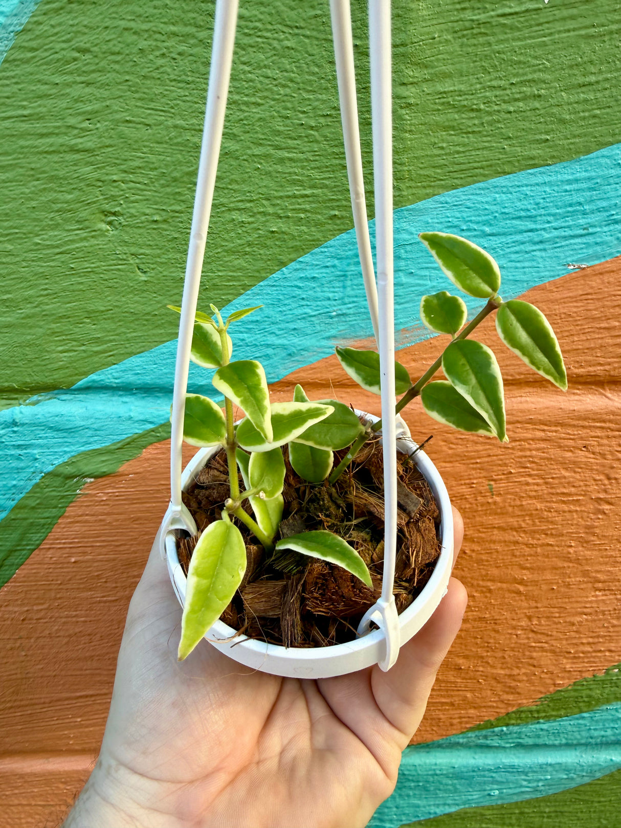3” Hoya ‘Bella’ (outer variegated) hanging basket - Canopy Plant Co.