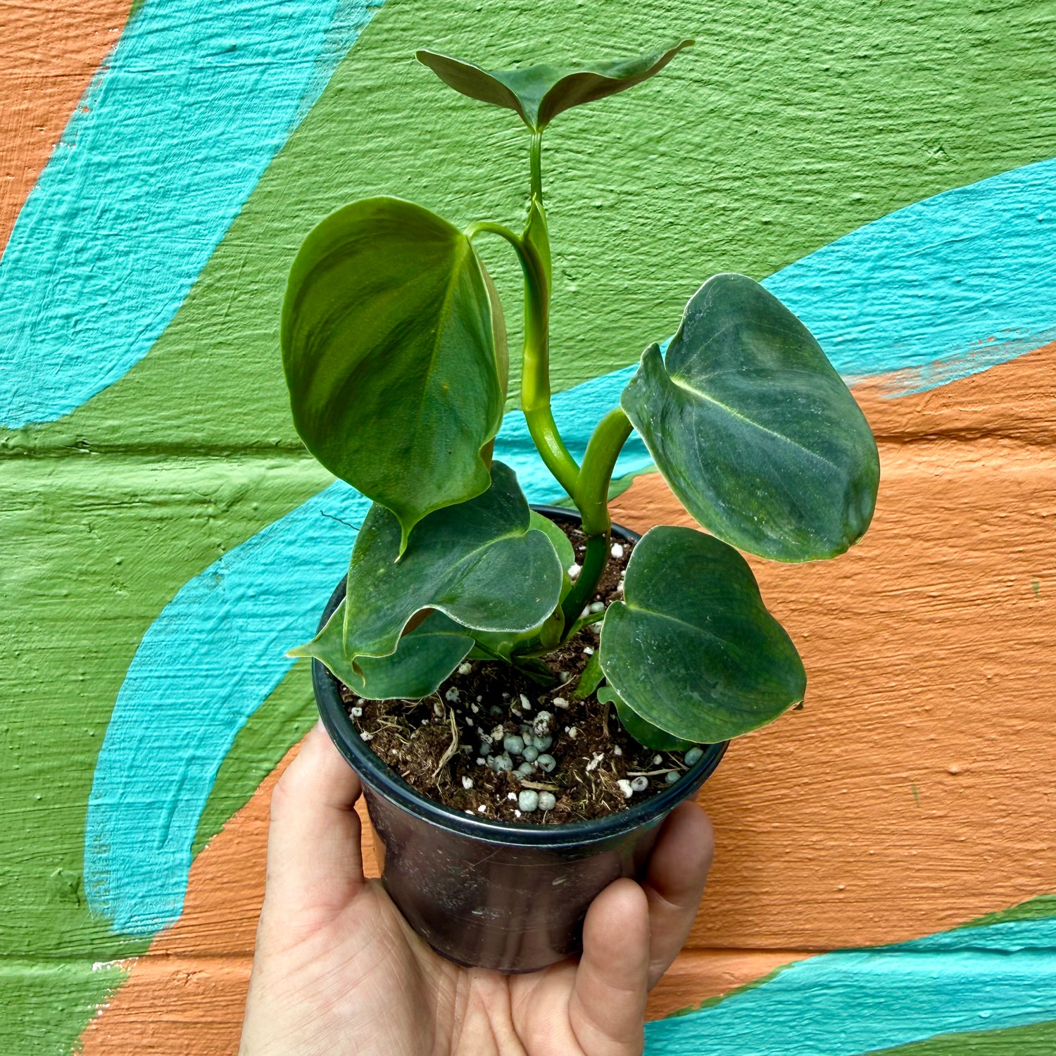 4" Philodendron lupinum - Canopy Plant Co.