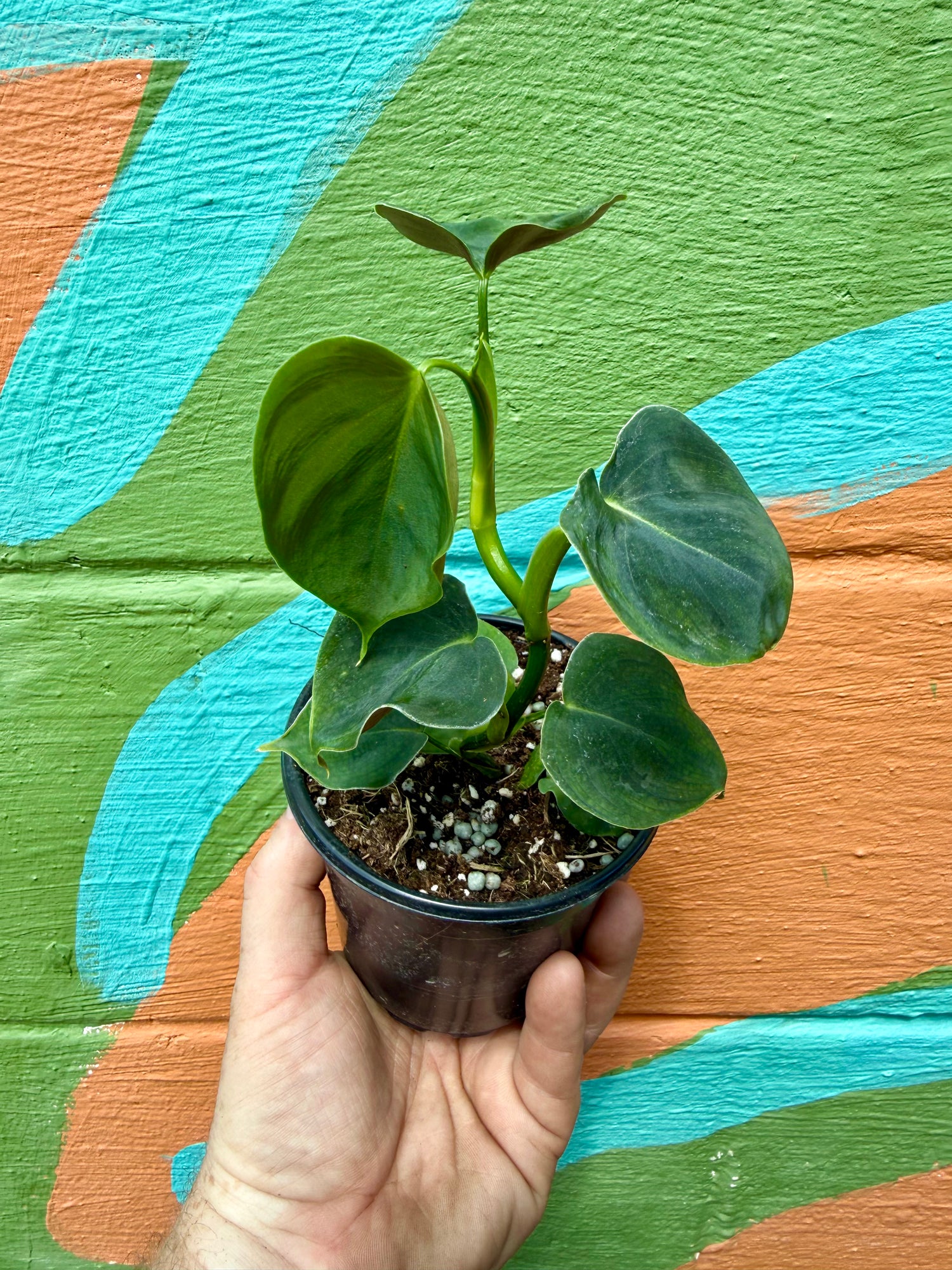 common name for philodendron 4" Philodendron lupinum – Canopy Plant Co
