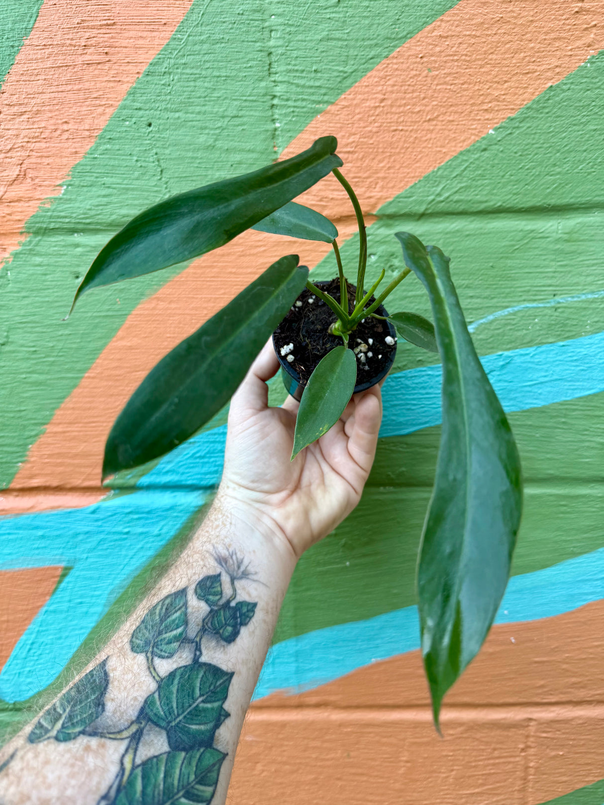 3” Philodendron ‘Joepii’ - Canopy Plant Co.