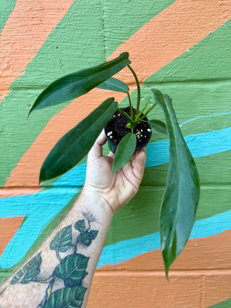 3” Philodendron ‘Joepii’ - Canopy Plant Co.