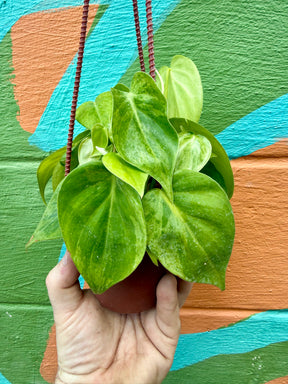4” Philodendron hederaceum variegated 'Heart Leaf' hanging basket - Canopy Plant Co.