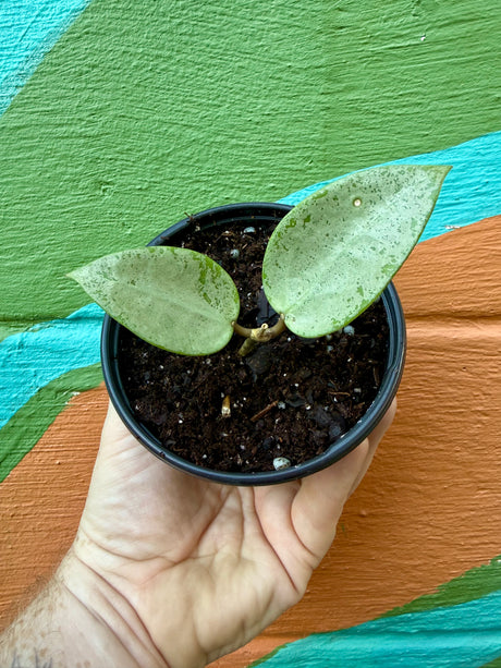 4" Hoya verticillata 'Silver Heart' - Canopy Plant Co.