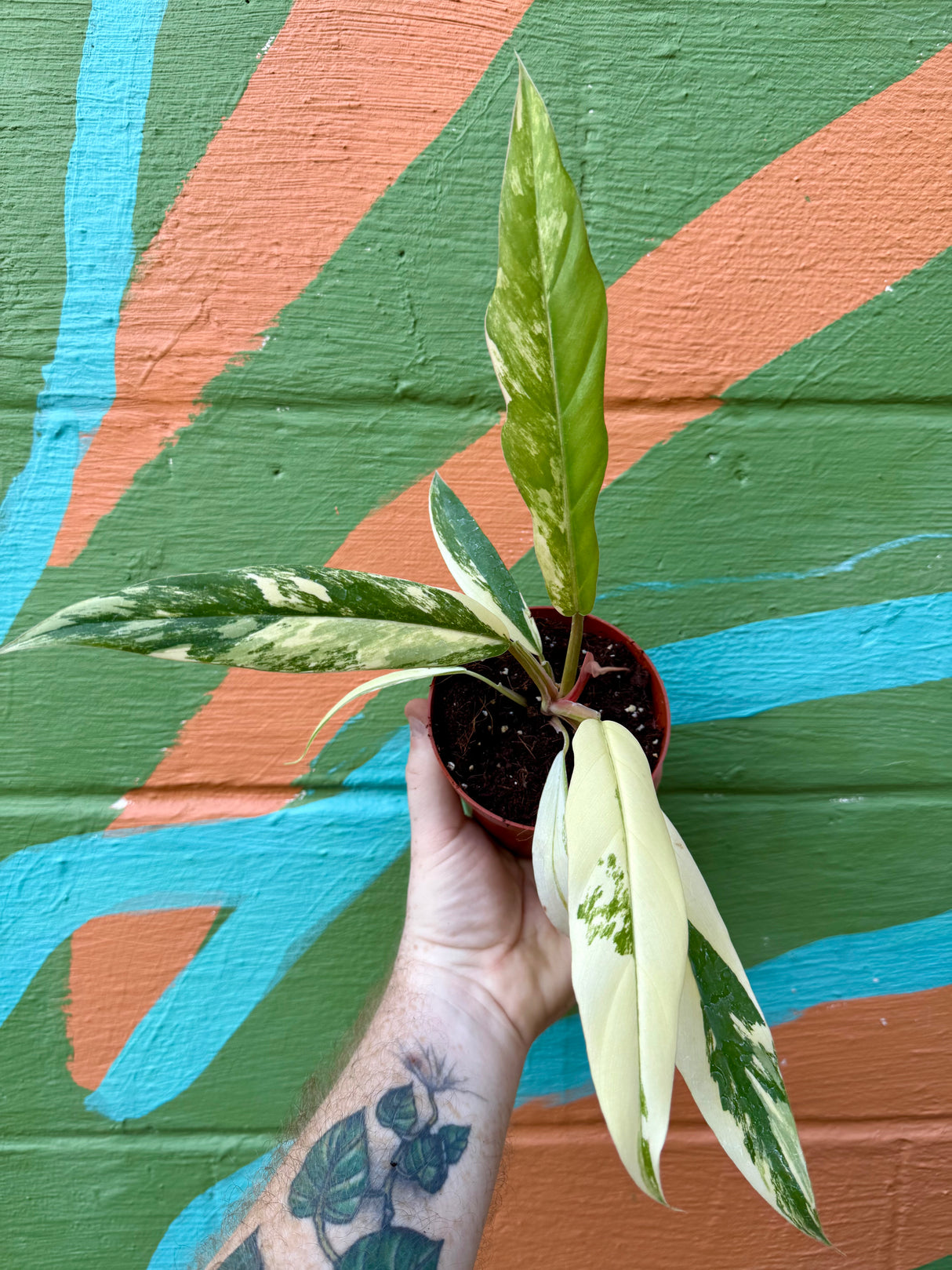 4” Philodendron ‘Caramel Marble’ - Canopy Plant Co.