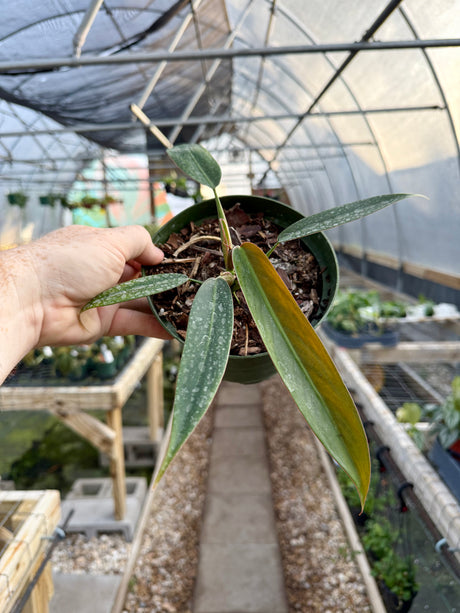 6” Philodendron ‘Bicolor’ - Canopy Plant Co.