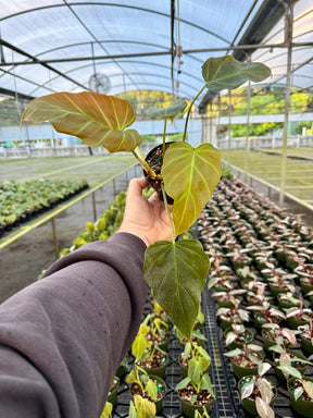 4" Philodendron corsinianum (P. pinnatifidum x P. verrucosum) - Canopy Plant Co.
