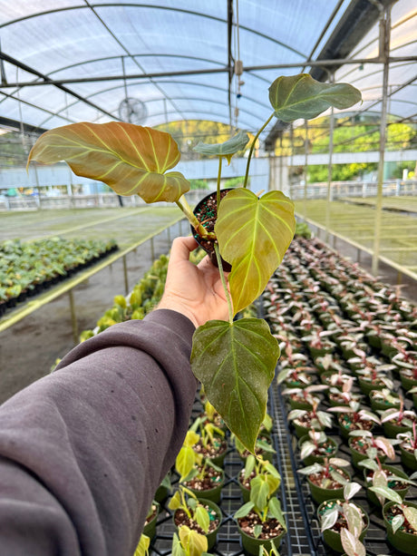 4" Philodendron corsinianum (P. pinnatifidum x P. verrucosum) - Canopy Plant Co.