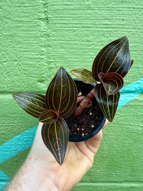 3" Ludisia discolor 'Black Jewel Orchid' - Canopy Plant Co.