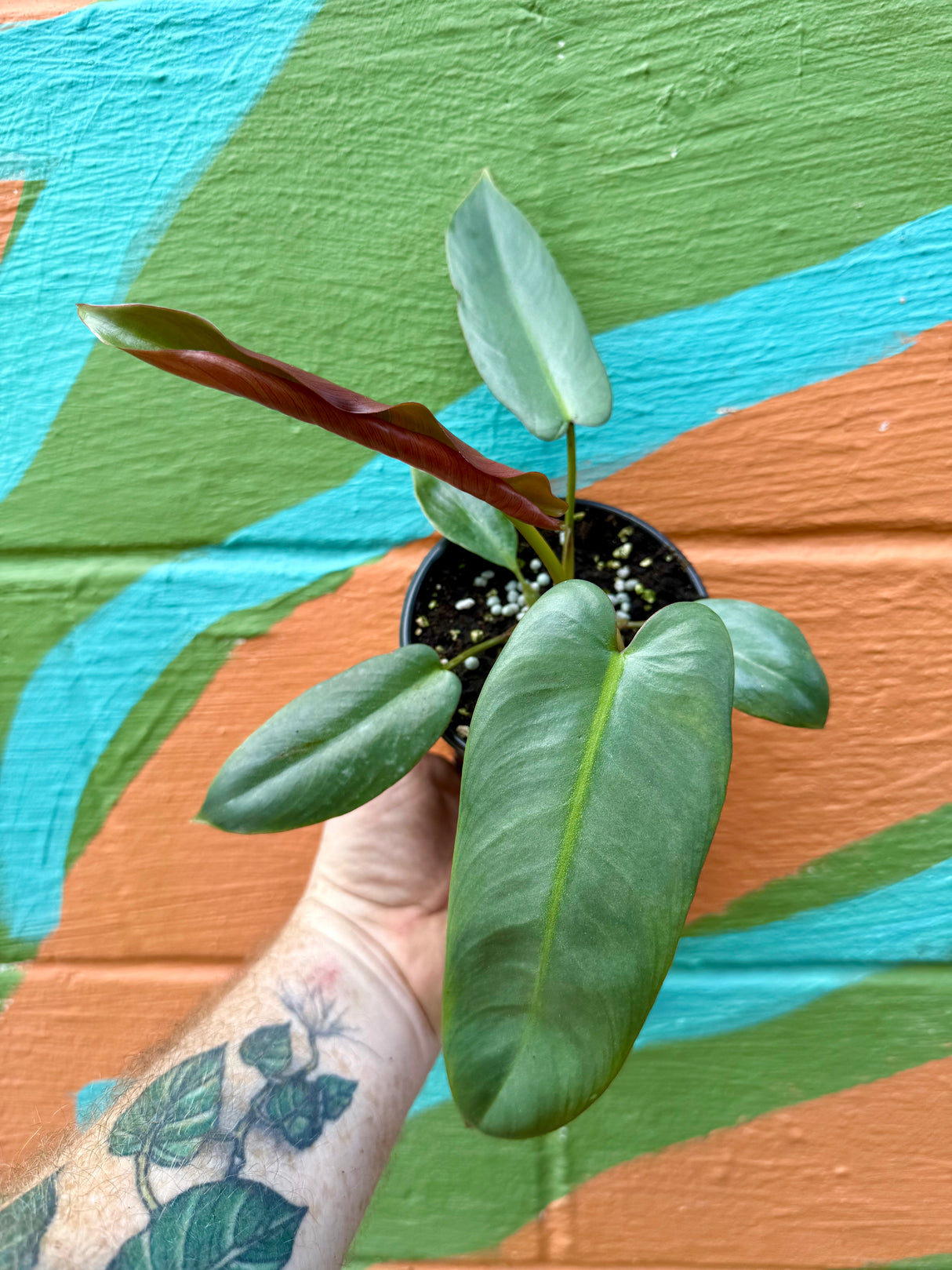 4" Philodendron atabapoense - Canopy Plant Co.