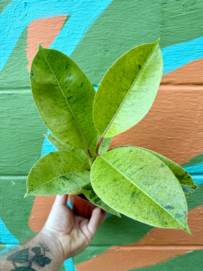 4" Ficus shivereana 'Moonshine' - Canopy Plant Co.