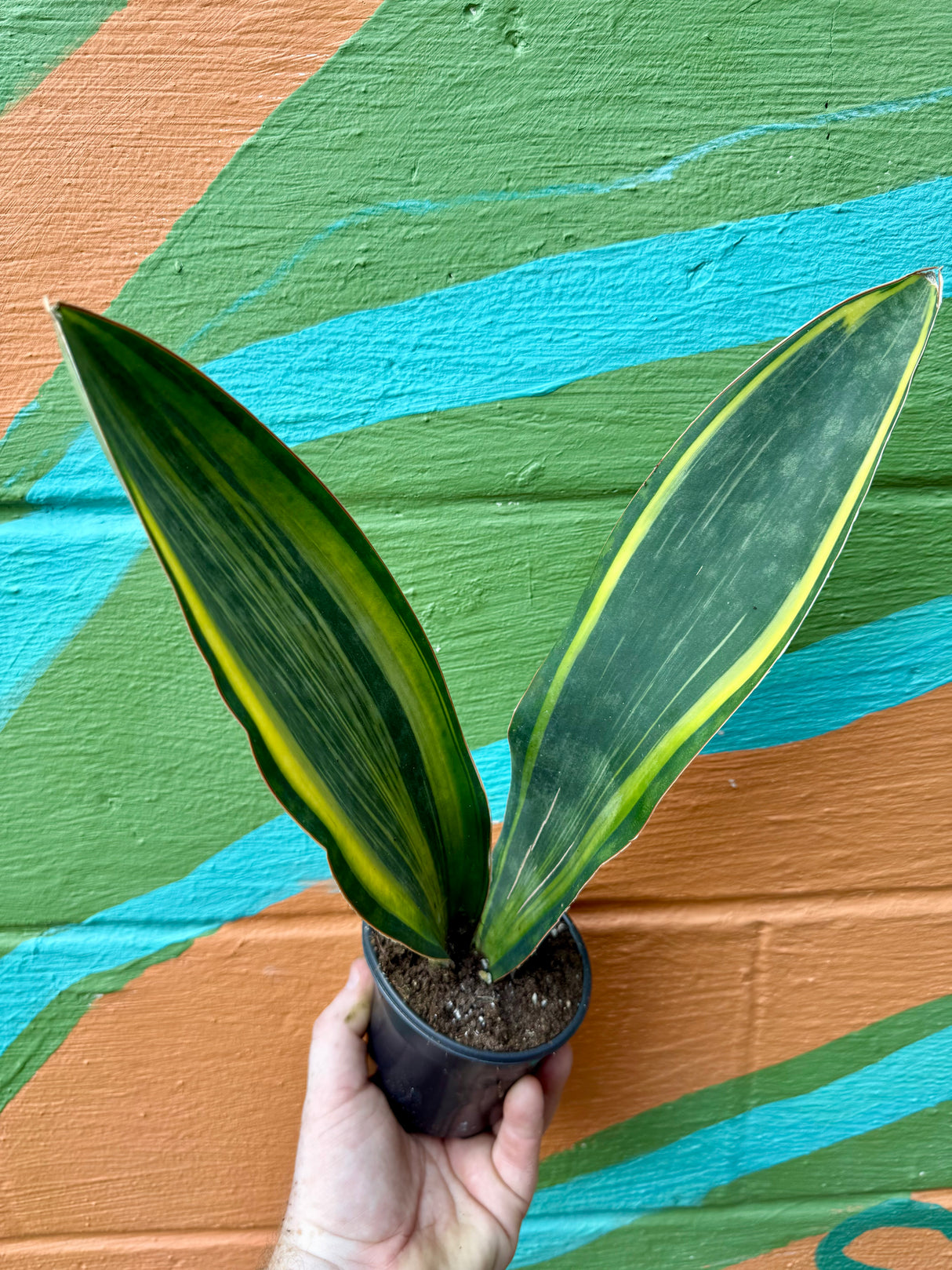 4" Sansevieria ‘Whale Fin’ (variegated) - Canopy Plant Co.