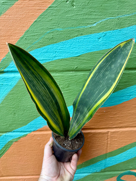 4" Sansevieria ‘Whale Fin’ (variegated) - Canopy Plant Co.