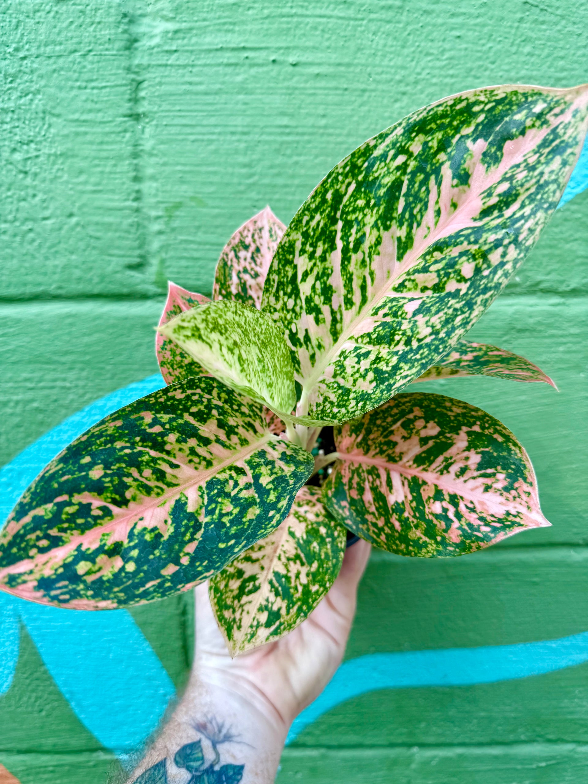 aglaonema star burst 4” Aglaonema 'Orange Stardust' – Canopy Plant Co