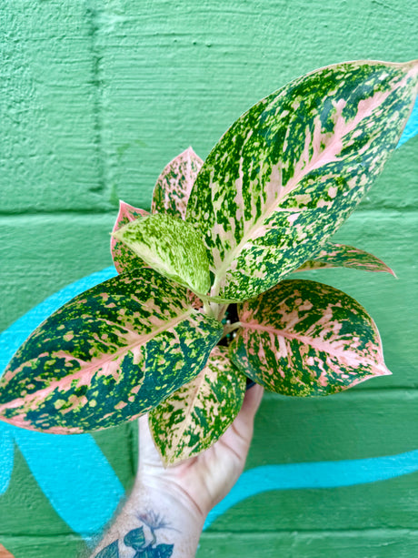 4” Aglaonema 'Orange Stardust' - Canopy Plant Co.