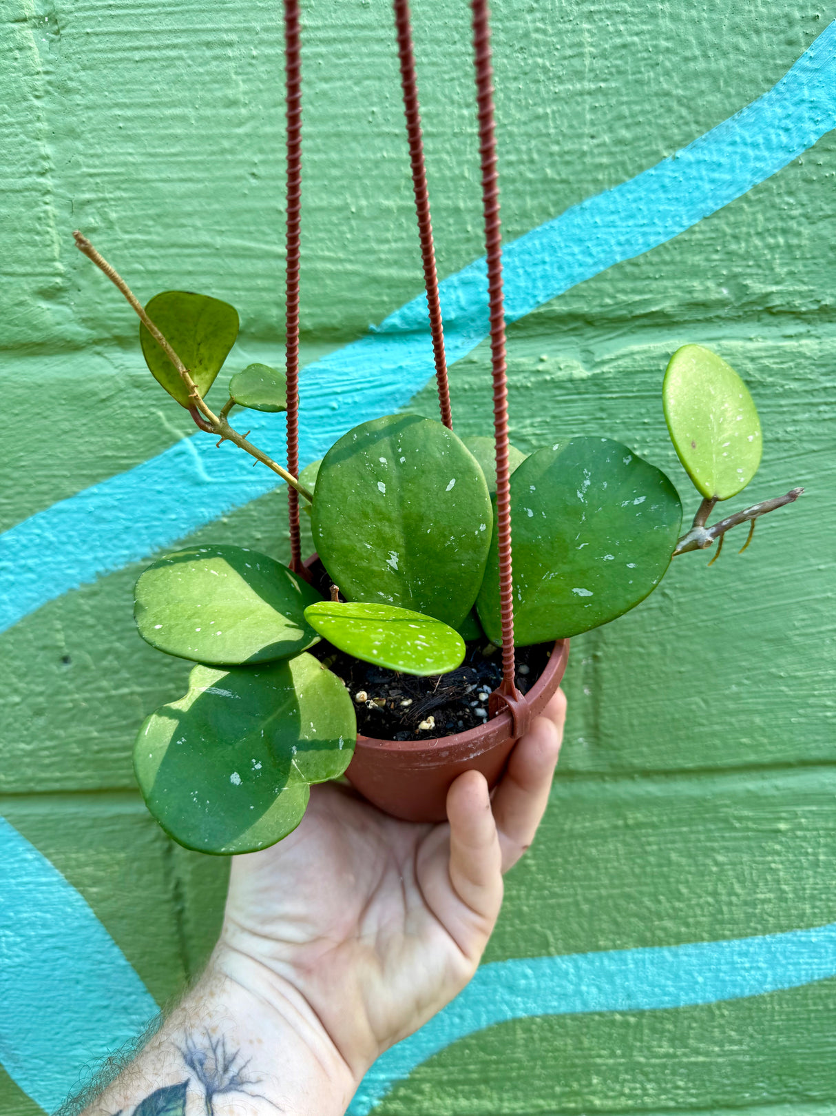4” Hoya obovata hanging basket - Canopy Plant Co.