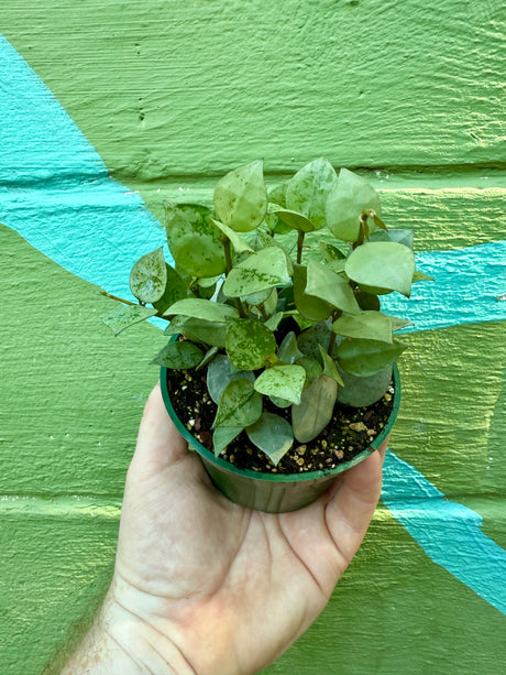 4” Hoya krohniana ‘Super Silver' - Canopy Plant Co.