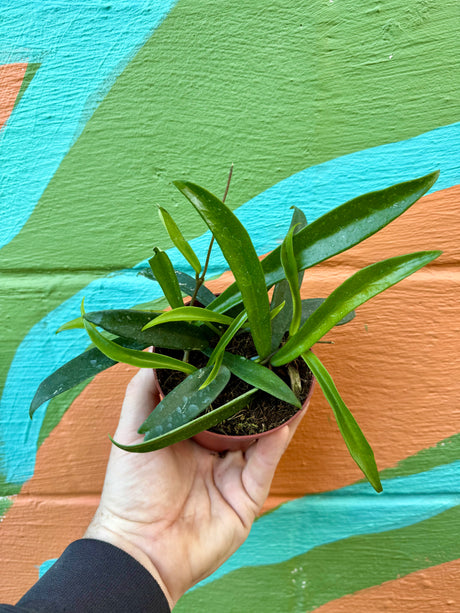 4” Hoya ‘Minibelle’ - Canopy Plant Co.