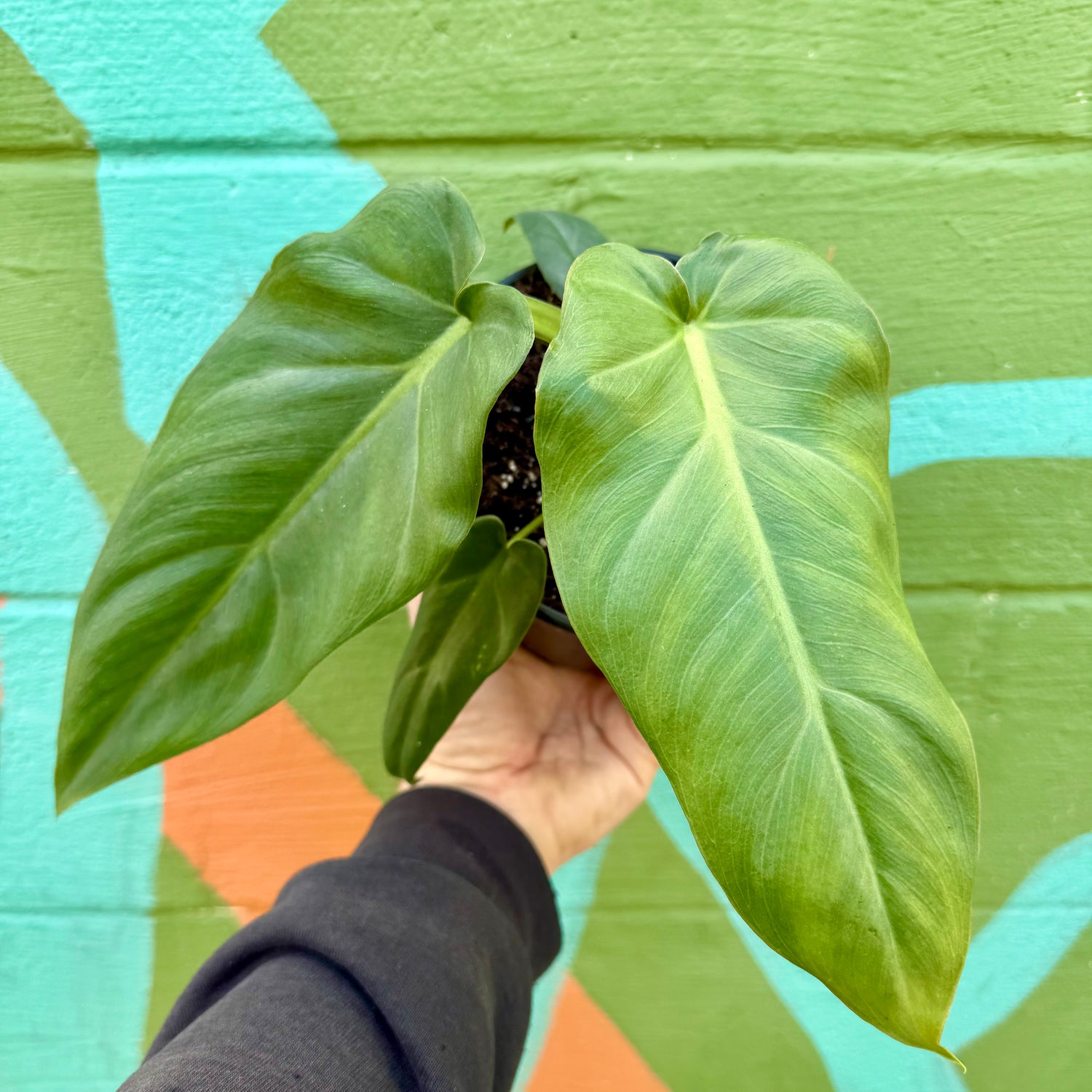 6" Philodendron maximum