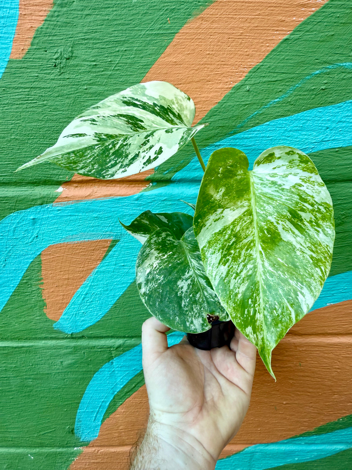 3” Monstera deliciosa albo variegated - Canopy Plant Co.
