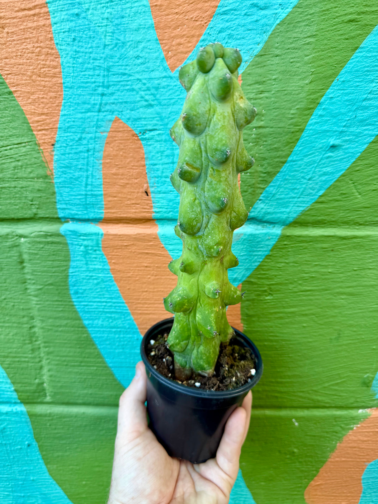 4" Boobie cactus (Myrtillocactus geometrizans 'Fukurokuryuzinboku')