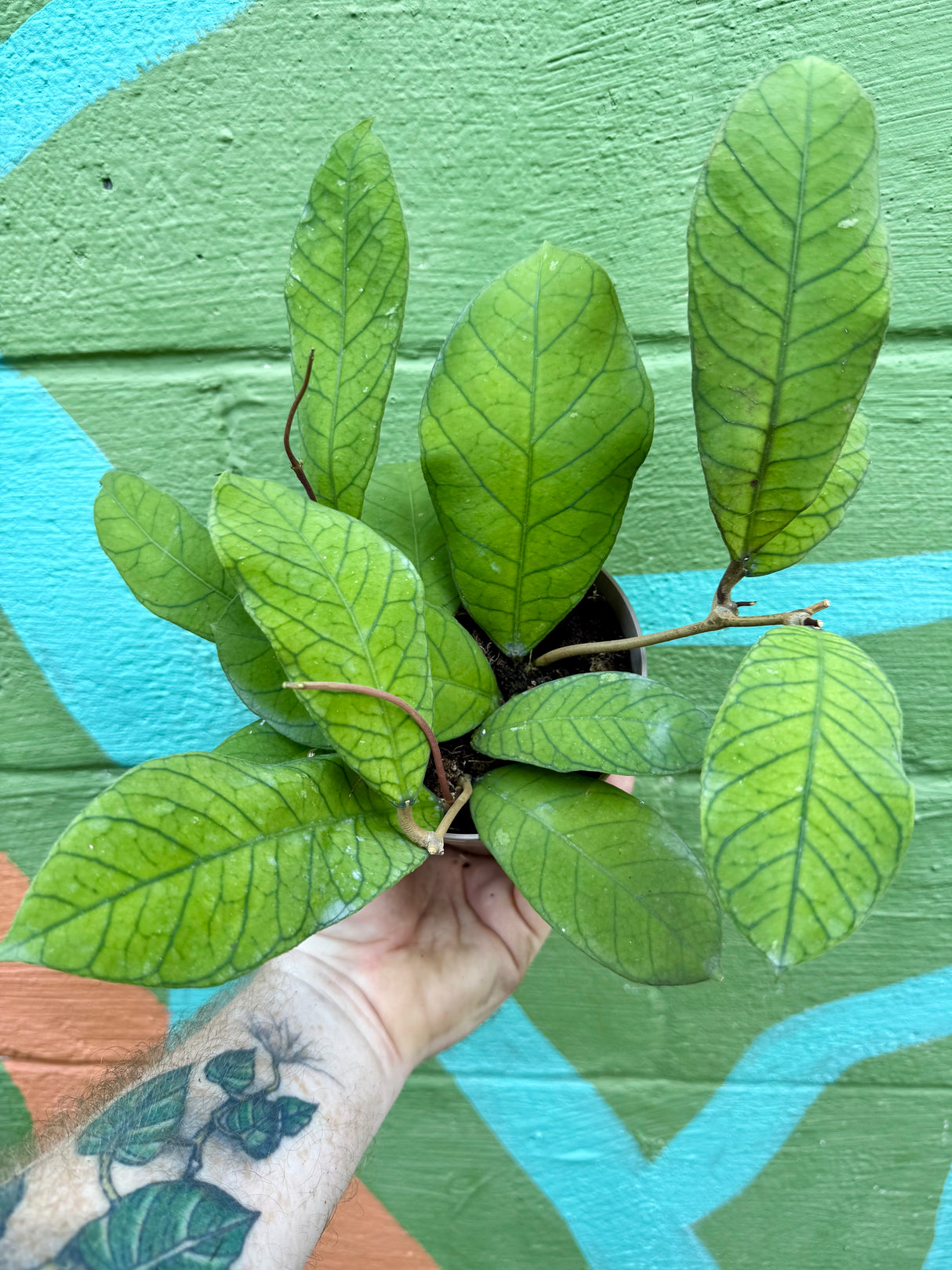 5" Hoya sp. Sabah (RP-013)