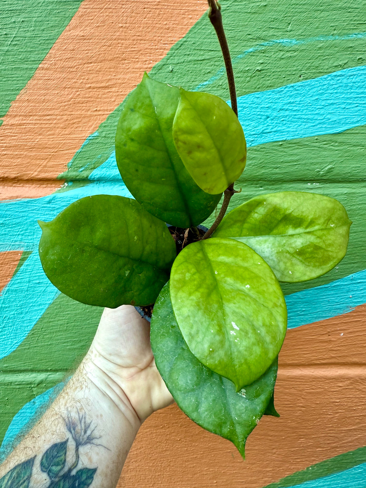 3” Hoya fungii