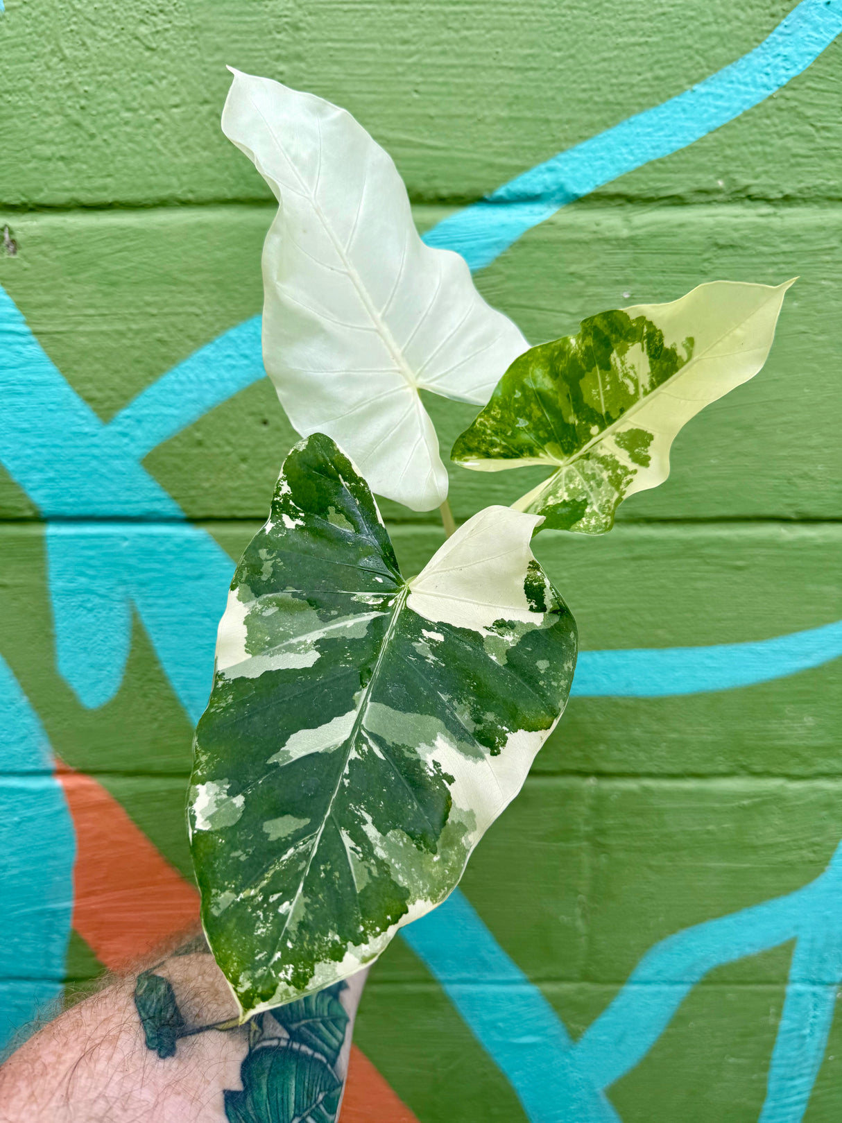 4" Alocasia macrorrhiza variegated