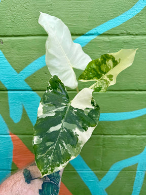 4" Alocasia macrorrhiza variegated - Canopy Plant Co.