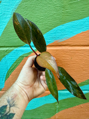 2" Philodendron 'Orange Princess cv. Sun Spot' - Canopy Plant Co.