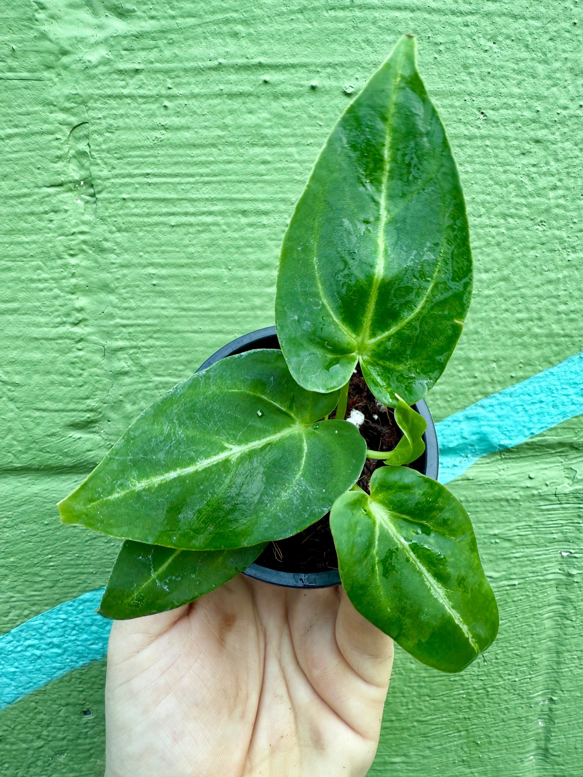 4” Anthurium magnificum – Canopy Plant Co