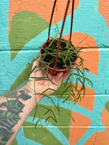 4” Hoya linearis hanging basket