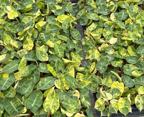 4" Philodendron billietiae variegated - Canopy Plant Co.