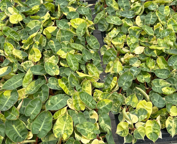その他観葉植物 Philodendron billietiae 'Variegated' 4